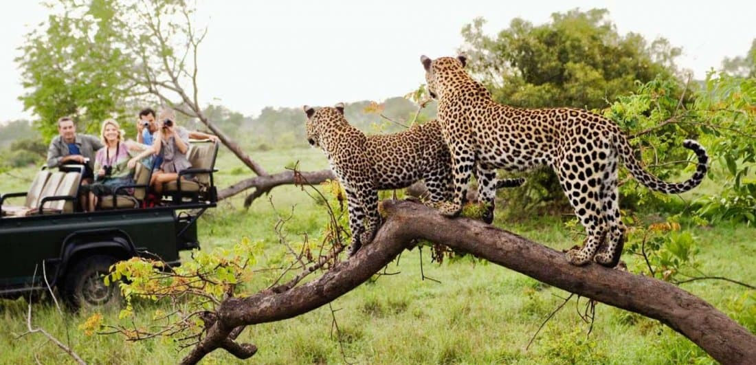 Overnight Big 5 Safari