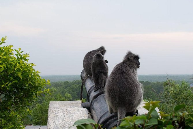Monkey Hill