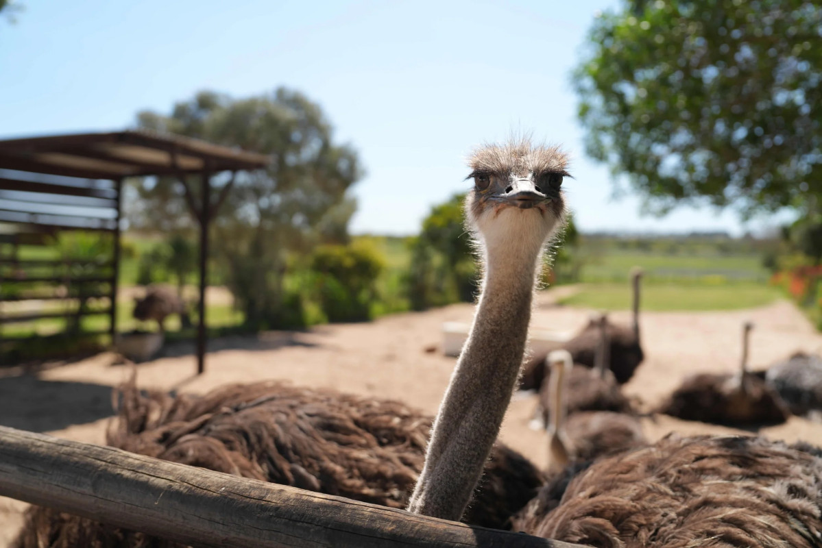 Cape Town Ostrich Ranch