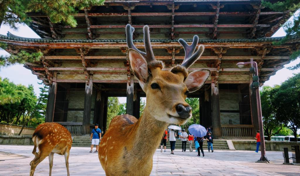 Three-Day Journey to the Kansai Region