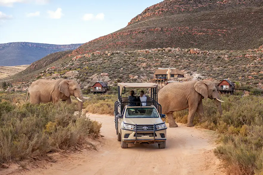 One-Day Big 5 Safari