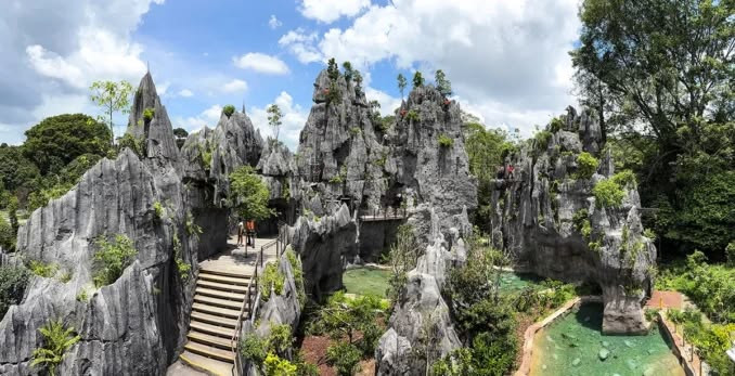 Rainforest Wild Asia