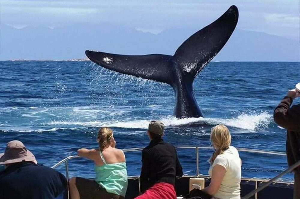 Marine Safari
