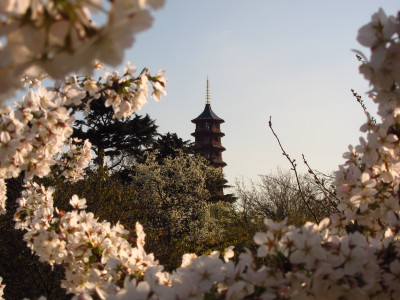 Standard Japanese Course (20-Week Package)