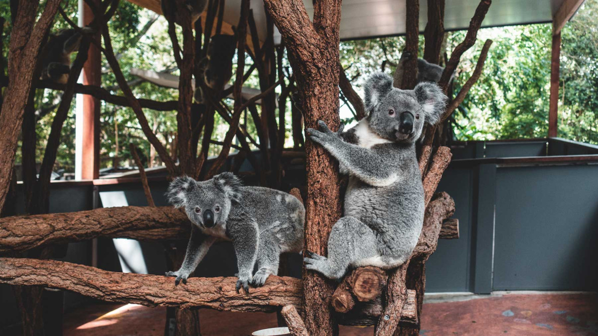 Lone Pine Koala Sanctuary