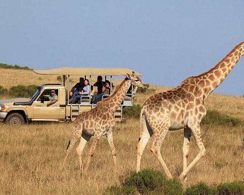 One-day Safari