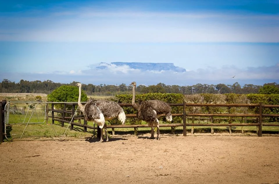 Ostrich Ranch and Blouberg Beach