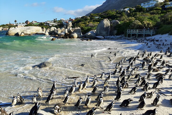 Full Day Cape Peninsula Tour (Including Boulders Beach)