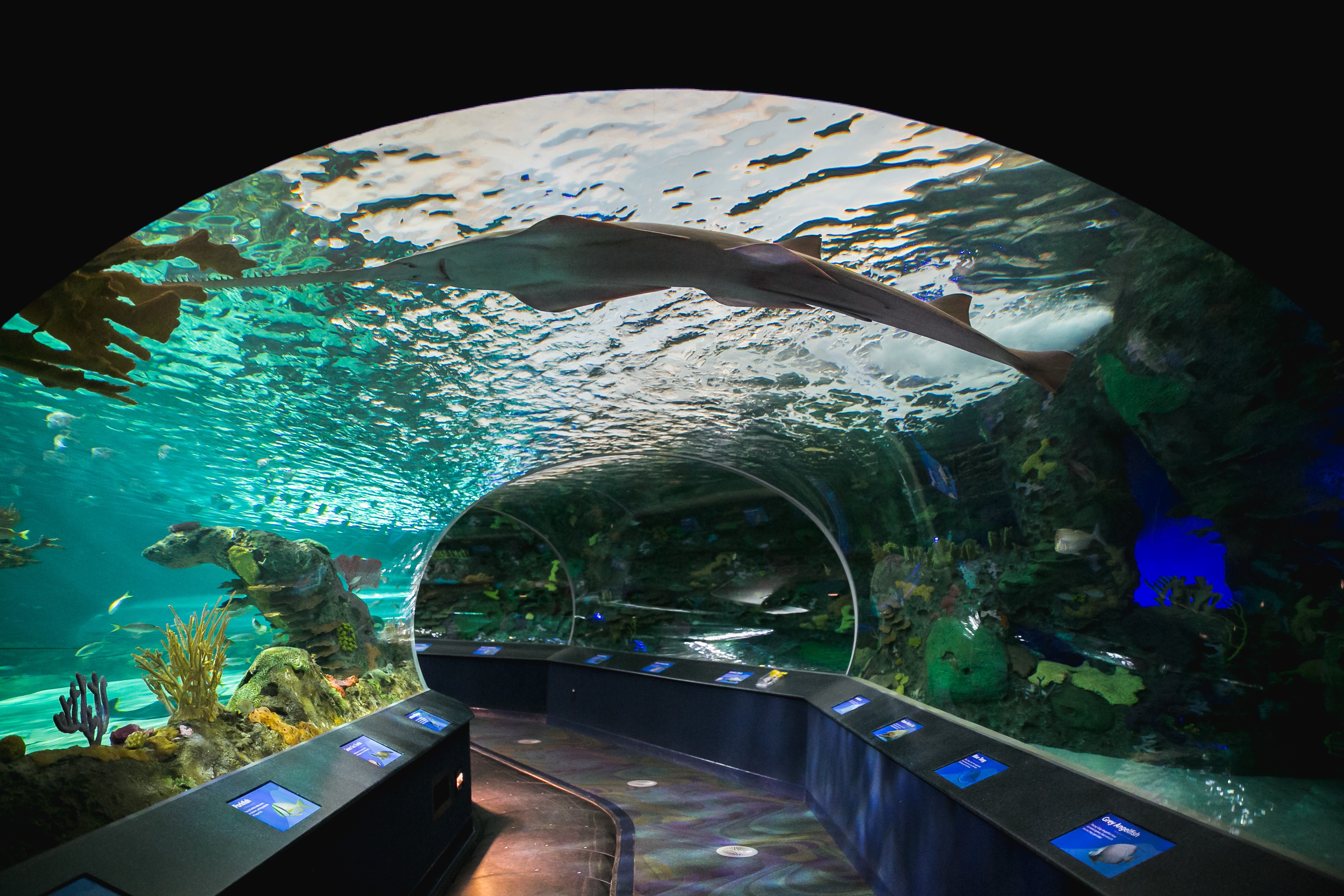 Ripley’s Aquarium